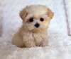 Dog Grooming Services Kahawa Sukari,Ruiru,Thika,Kasarani