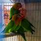 Lovebirds