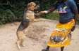 Boerboel and hovawart mix