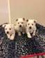 West Highland Terrier puppies ready to go now