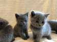 Russian Blue Kittens for sale
