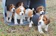 Beagle puppies ready now.