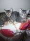playful kittens looking for a new home