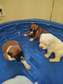 Male and Female  Boxer puppies for sale - Nairobi