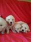 Golden Retriever puppies for sale.