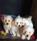 Bichon Frise Puppies for adoption