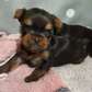 Male Yorkie puppy for adoption