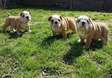 English bulldogs puppies ready now