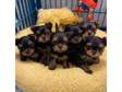 Yorkie puppies ready for new homes.