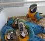 Young Blue and Gold Macaw parrots available now.
