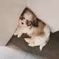 Shihtzu puppies : Beautiful male and female available
