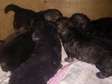 German shephard puppies long coat and vaccinated