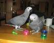 A bonded pair of African gray parrots for sale.