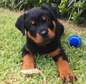 Rottweiler Puppies available male and female