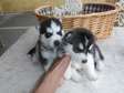 Pure Bred Siberian Husky Puppies