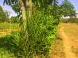 quarter an acre in chemwa bungoma