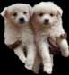Japanese Spitz puppies