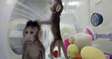 Cute capuchin monkey