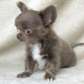 Baby Chihuahua for rehoming