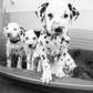 Lovely family of dalmatian puppies