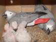 African Grey Parrots in Kenya for sale