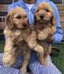 Adorable Cockapoo Puppies