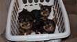 Sweet Yorkshire Terrier Puppies For Sale.