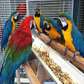 Blue and Gold Macaws Parrots for Sale