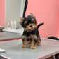 Cute Yorkie puppy looking for a new home