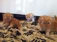 Cute and adorable persian kittens for sale