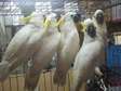 Cockatoo parrots ready now.
