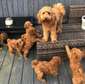 Cockapoo puppies available now.