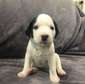 Dalmatian puppy available