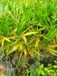 Dealers in Landscaping and Lawn Care maintenance