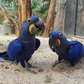 Hyacinth macaw parrots available now.