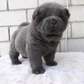 beautiful chow chow puppy