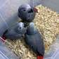 Friendly Baby African Grey for sale