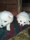 Adorable Japanese Spitz puppies