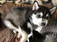 male & female Pomsky Puppies For Sale.
