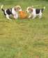 Beagle Terrier Puppies