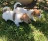 Jack Russel puppies ready now.