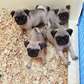 Pug puppies available now