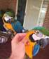Blue & Gold Baby Macaws For Sale.