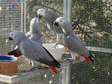 African gray parrots for sale.