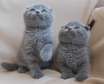 SCOTTISH FOLD KITTENS FOR SALE.