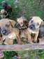 Brindle south African Boerbel puppies