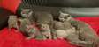 British shorthair kittens for sale.