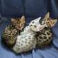 Bengal Kittens and Bengal Cats For Sale
