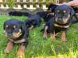 Adorable  Rottweiler Puppies