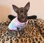 Teacup Chihuahua puppy for adoption